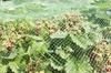 Сетка от птиц 5х5м INBLOOM